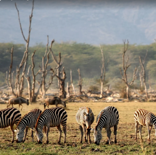 lake manyara national park
