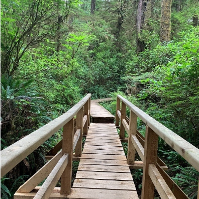 rainforest trails