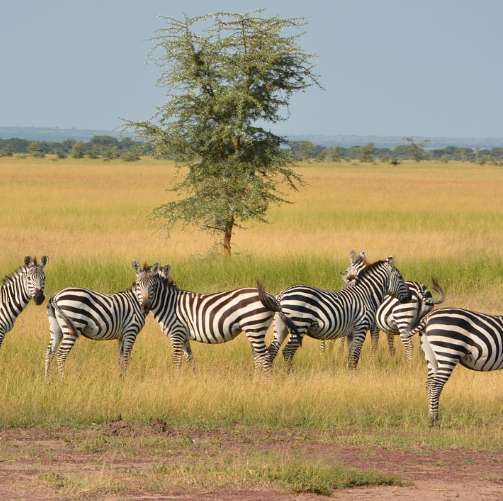 serengeti national park