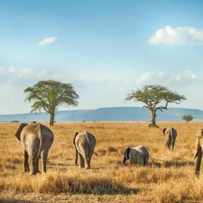 serengeti safari