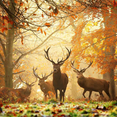 stunning wildlife and nature