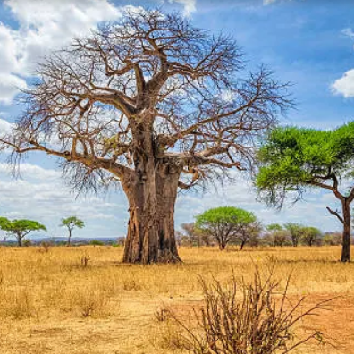 tarangire national park