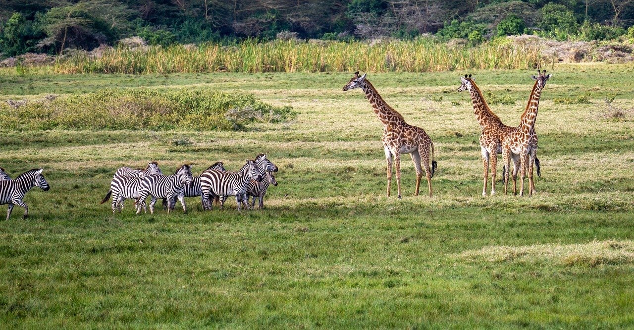 imgi 1 giraffes 7505706 1280